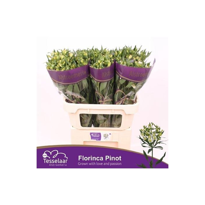<h4>Alstr Fl Pinot</h4>