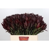 Leucadendron Saf Sunset Dark R.