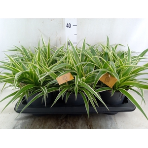 Chlorophytum com. 'Ocean'
