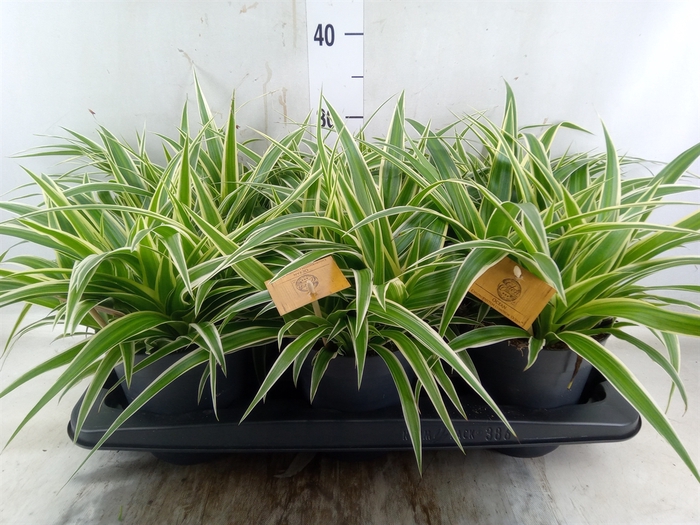 <h4>Chlorophytum com. 'Ocean'</h4>