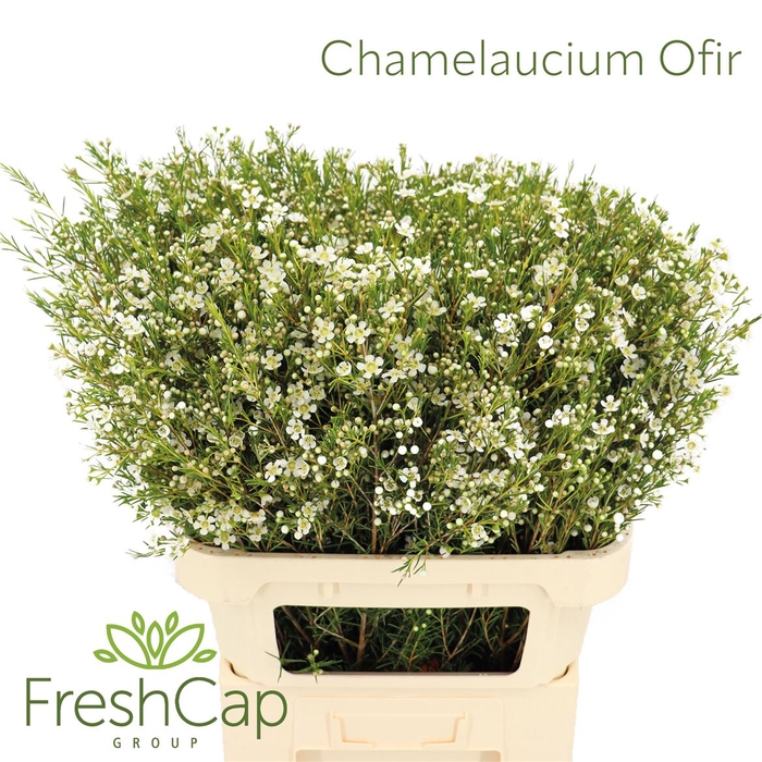 <h4>Chamelaucium Ofir</h4>