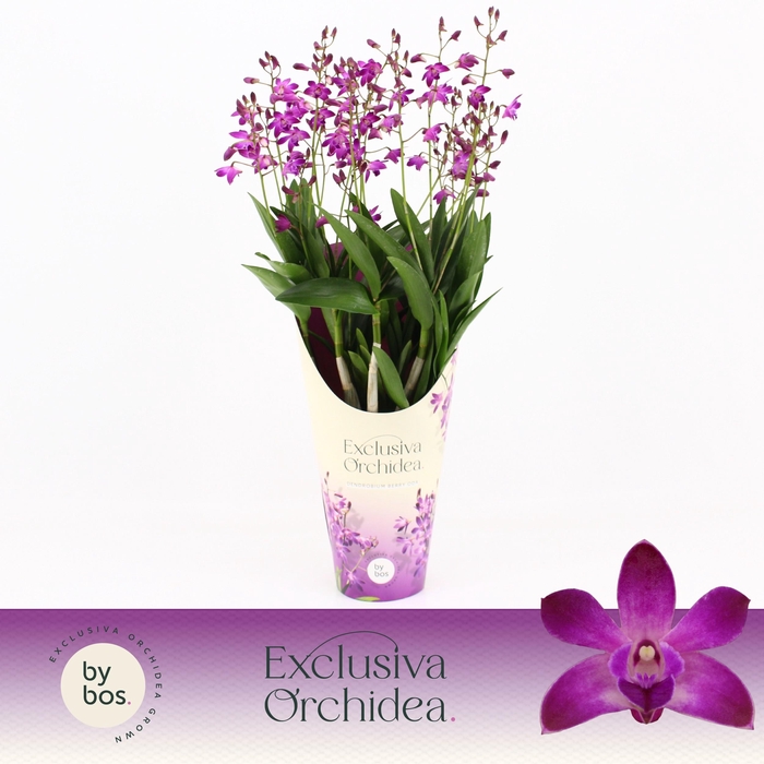<h4>Dendrobium, Berry Oda 18+ spike 'Exclusiva Orchidea' Potcover</h4>