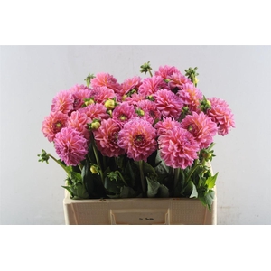 Dahl Pink Runner