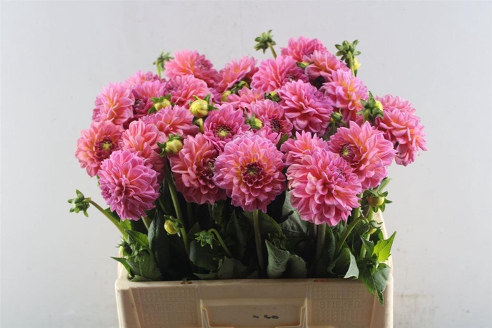 <h4>Dahl Pink Runner</h4>