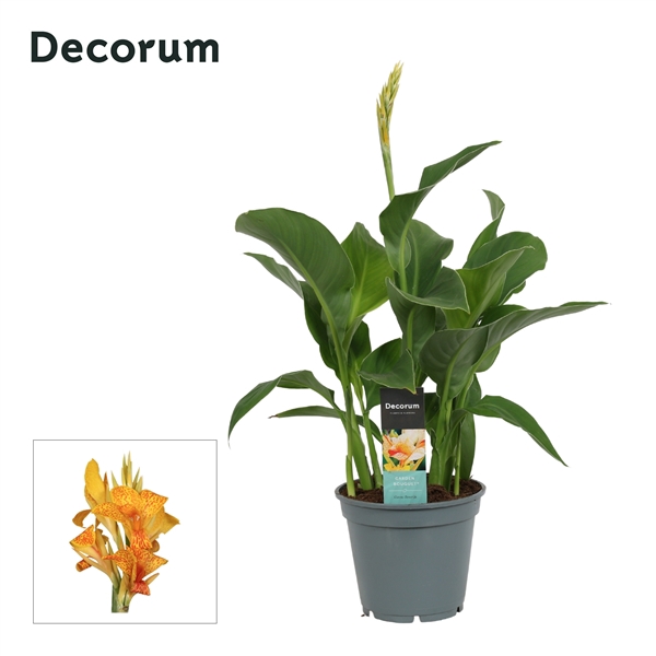 <h4>Canna Tenerife (Decorum)</h4>