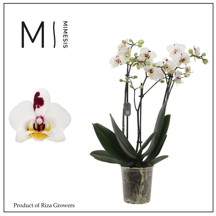 <h4>Phalaenopsis Coco 4 3 spike - 12cm | Mimesis</h4>
