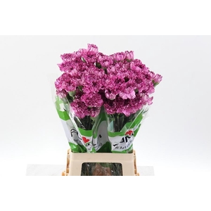 Dianthus st copernico