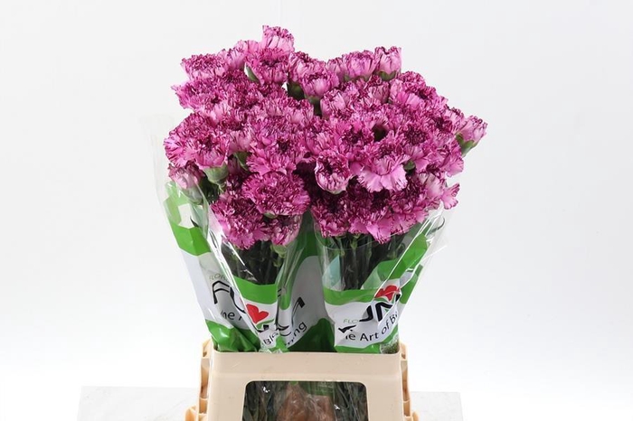 <h4>Dianthus st copernico</h4>