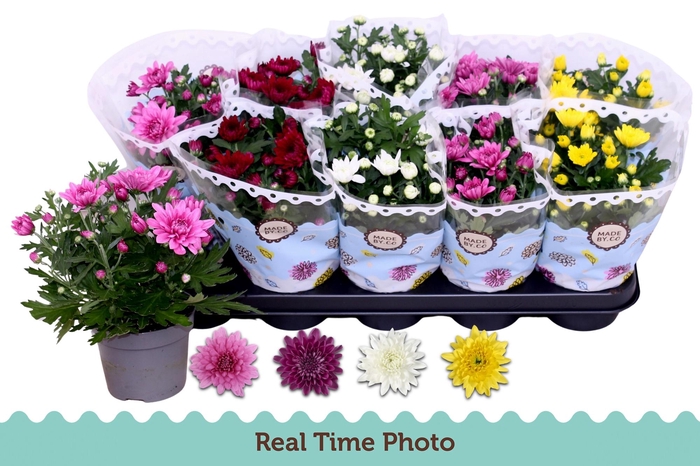 <h4>CHRYS GEVULDBL GEM</h4>