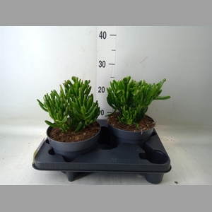 Crassula ovata 'Gollum'