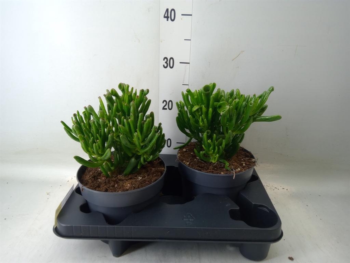 <h4>Crassula ovata 'Gollum'</h4>