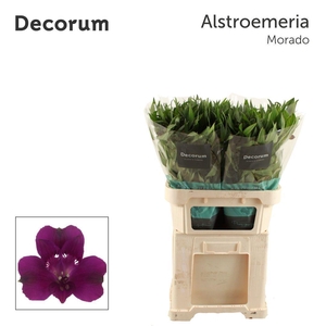 ALSTR MORADO Decorum