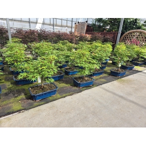 Acer palmatum 