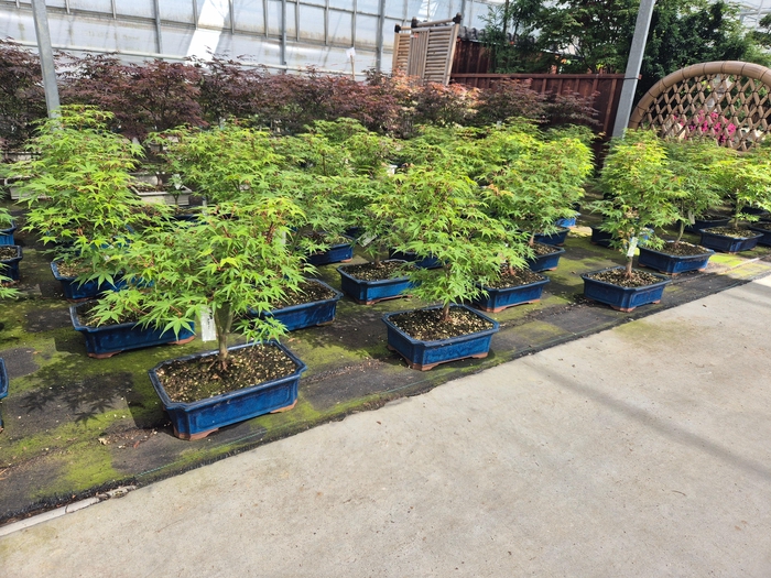 <h4>Acer palmatum "katsura". Pot 32cm.</h4>