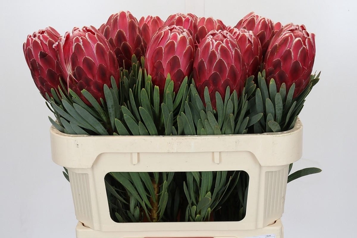 <h4>Protea Venus</h4>