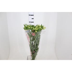 ALSTROEMERIA WHITNEY 080 CM