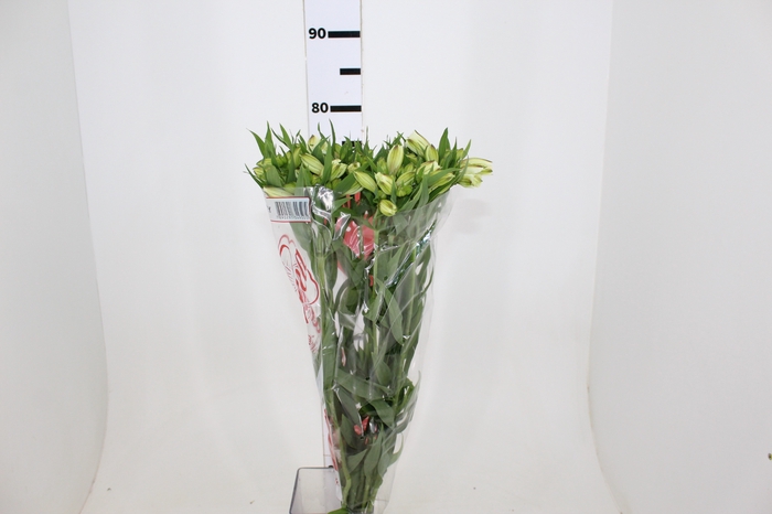 ALSTROEMERIA WHITNEY 080 CM