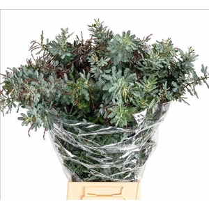 Acacia baileyana