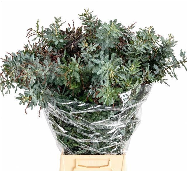 <h4>Acacia baileyana</h4>