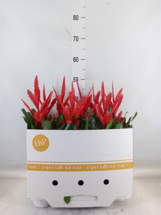<h4>Vriesea  'Twinkle'</h4>