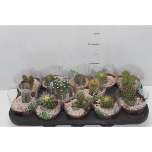 CACTUS RAIZ PROPRIA P11