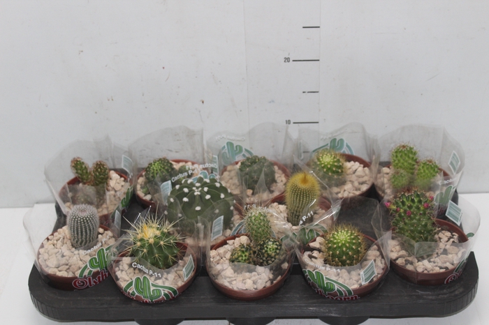 <h4>CACTUS RAIZ PROPRIA P11</h4>