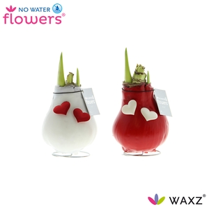 No Water Flowers Waxz® Love