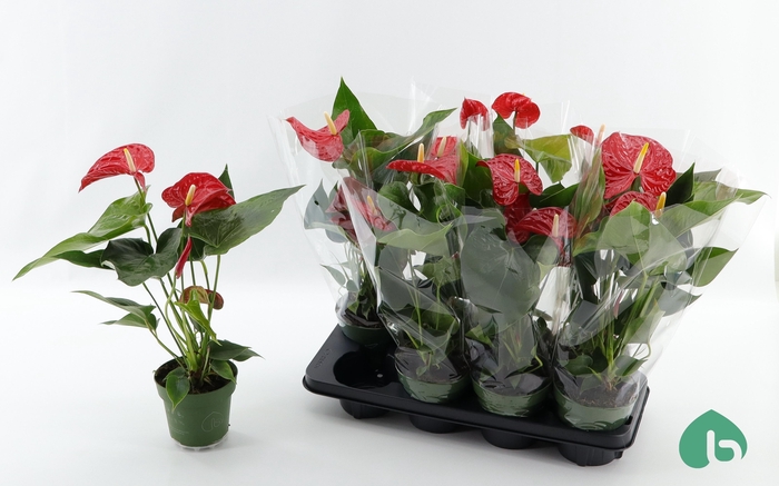 <h4>ANTHU AN MADURAL</h4>