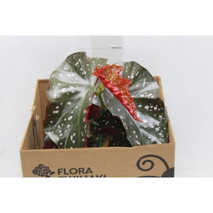 BEGONIA MARI P15