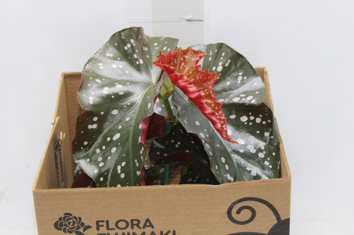 <h4>BEGONIA MARI P15</h4>