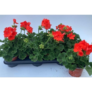 PEL ZON S PATRI ORAN