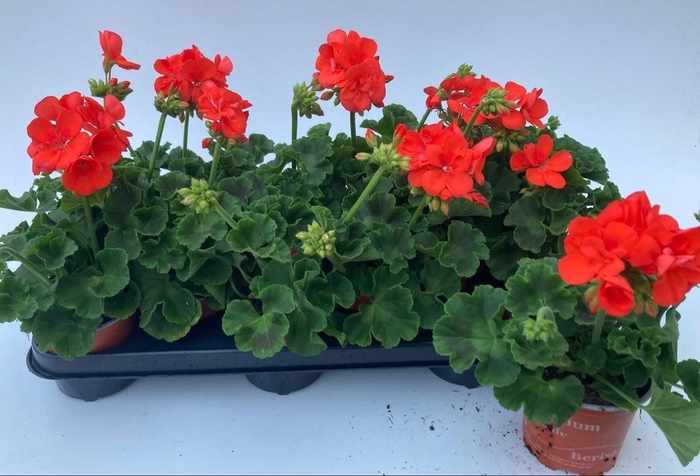 <h4>PEL ZON S PATRI ORAN</h4>