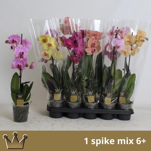 <h4>PHAL GEM 7 KL</h4>