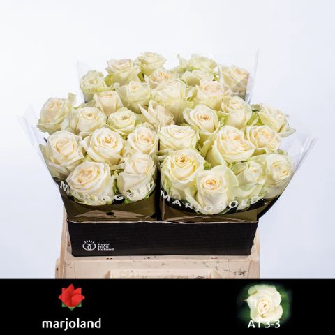 <h4>R Gr Dolomiti Marjoland 33</h4>