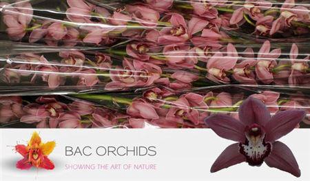 <h4>Cymb T Power</h4>