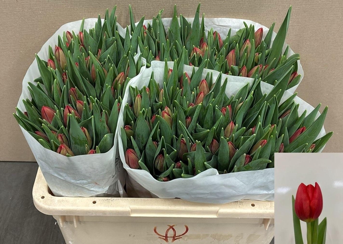 <h4>TU EN RED STONE</h4>