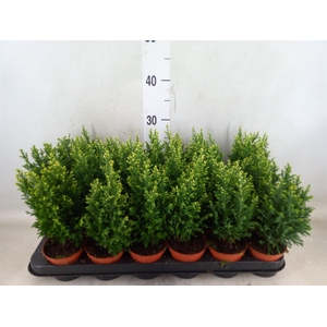 Chamaecyparis laws. 'Snow White'