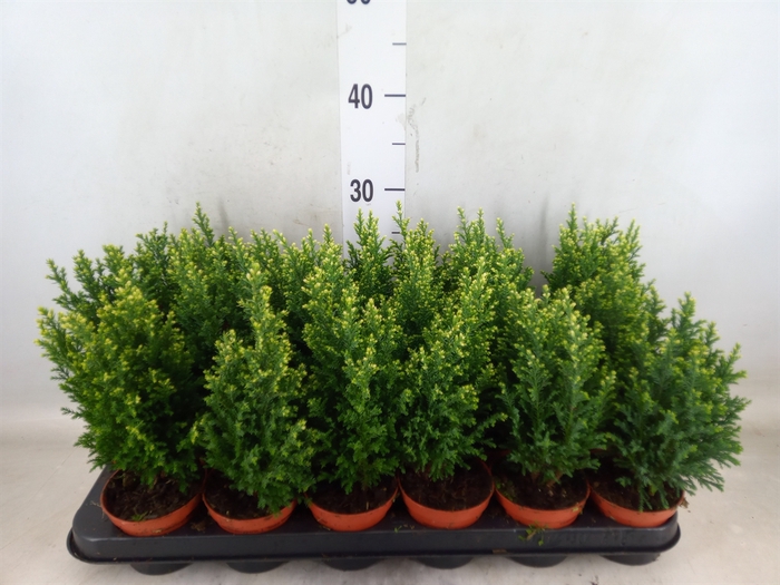 <h4>Chamaecyparis laws. 'Snow White'</h4>