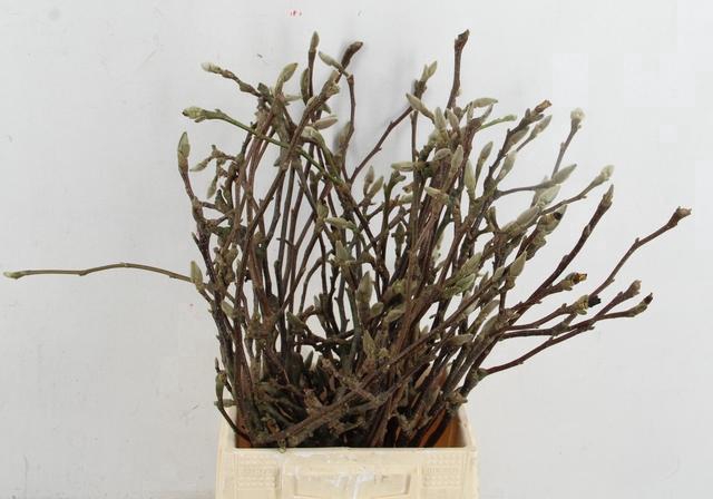 <h4>MAGNOLIA PER STEM 050CM</h4>