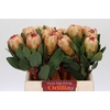 Protea Grandicolor