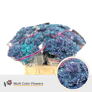 Chr. Tr 'Baltica' DYED Blue Terra