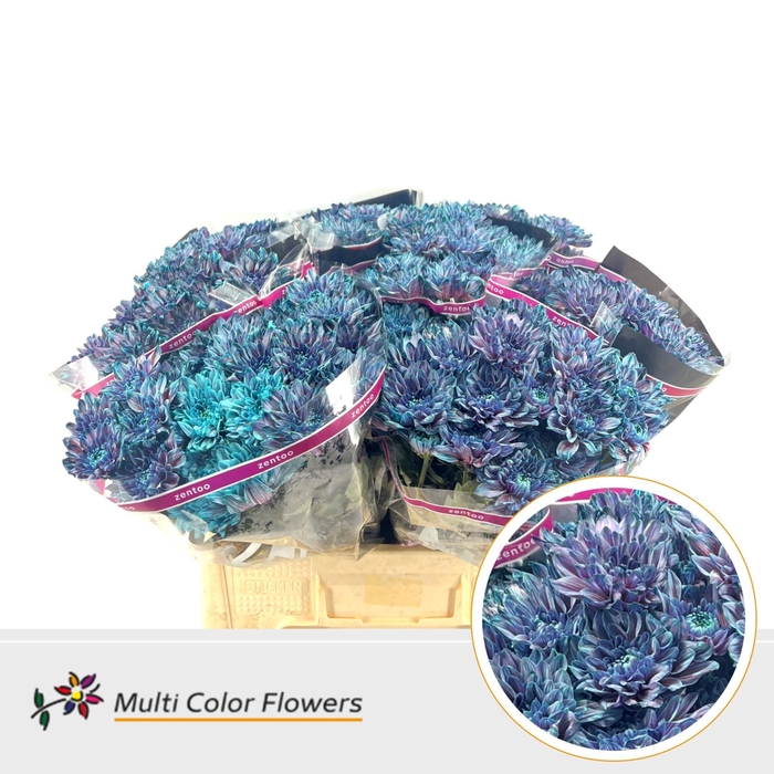 <h4>Chr. Tr 'Baltica' DYED Blue Terra</h4>