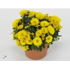 Chrysanthemum Gardenmum Yellow