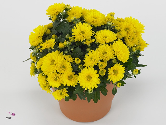 Chrysanthemum Gardenmum Yellow