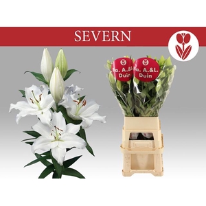 LI OR SEVERN