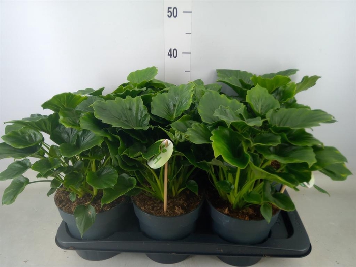 <h4>Philodendron   ...</h4>