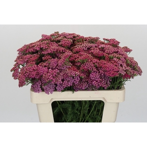 Achillea Millefolium Bianca Classic