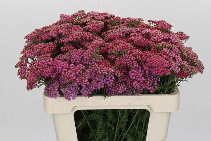 <h4>Achillea Millefolium Bianca Classic</h4>