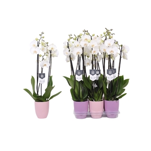 Phalaenopsis White World, 3-spike Lilac and Pink Ceramics