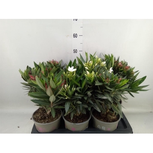 Nerium oleander   ...